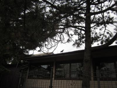 Прикрепленное изображение: Ворона с орехом.4.JPG